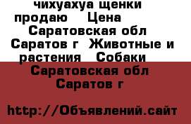 чихуахуа щенки , продаю  › Цена ­ 6 000 - Саратовская обл., Саратов г. Животные и растения » Собаки   . Саратовская обл.,Саратов г.